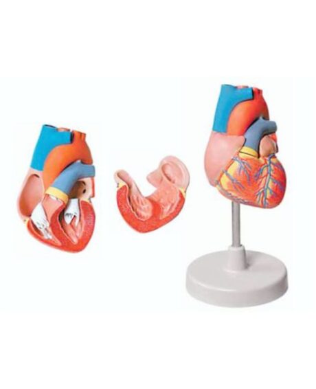 Educational Product